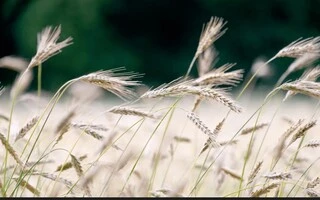 Cornfield picture